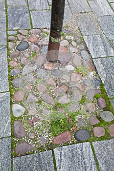 Pristruct tree circle - Â  paving stone pavement - granite and cobbles